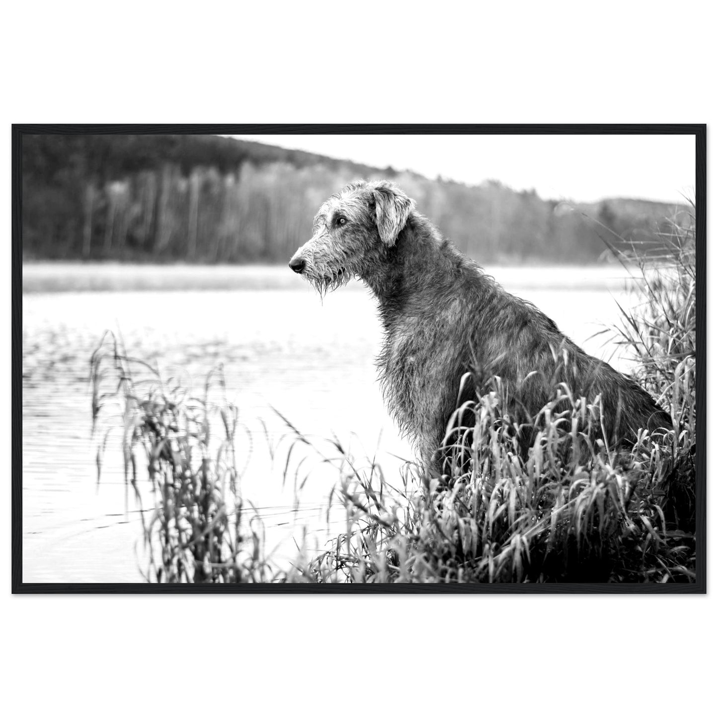 Stunning framed print featuring an Irish Wolfhound, capturing its noble stature & strength. A timeless addition celebrating Ireland's rich heritage & the beauty of these iconic dogs.